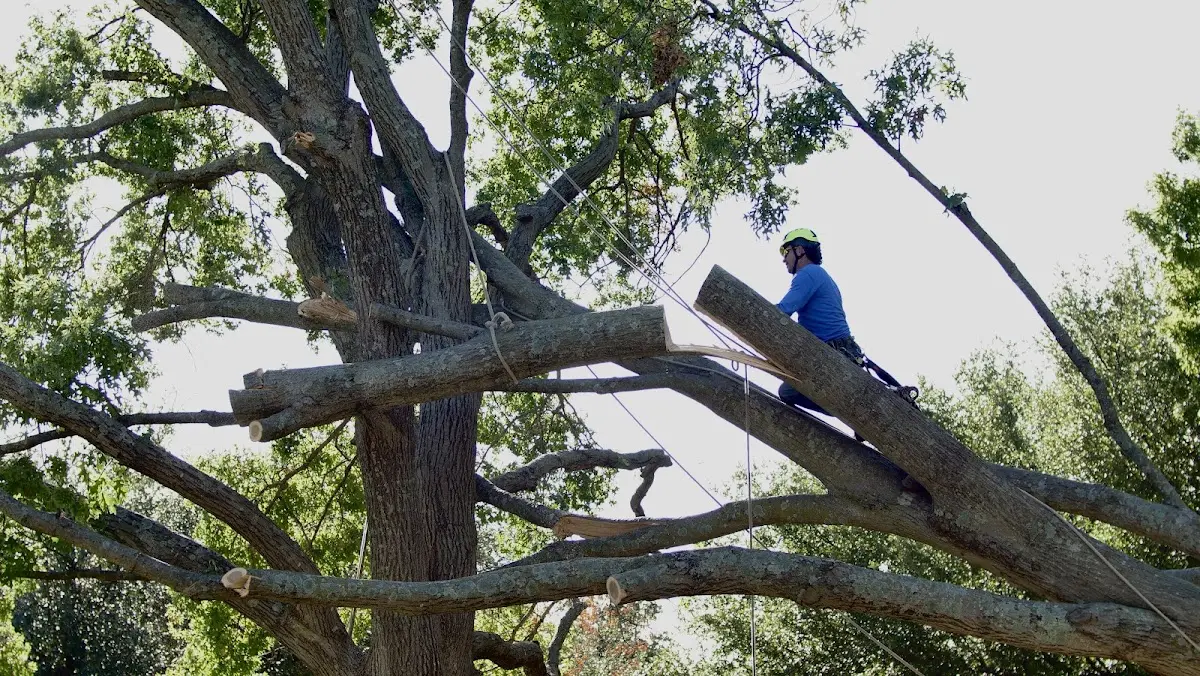 Professional Crown Thinning performed by certified arborists in Port Clyde