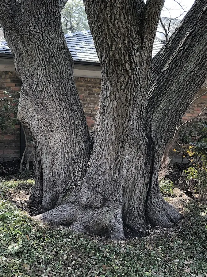 Mature heritage tree close to a Port Clyde property cared for by certified arborists